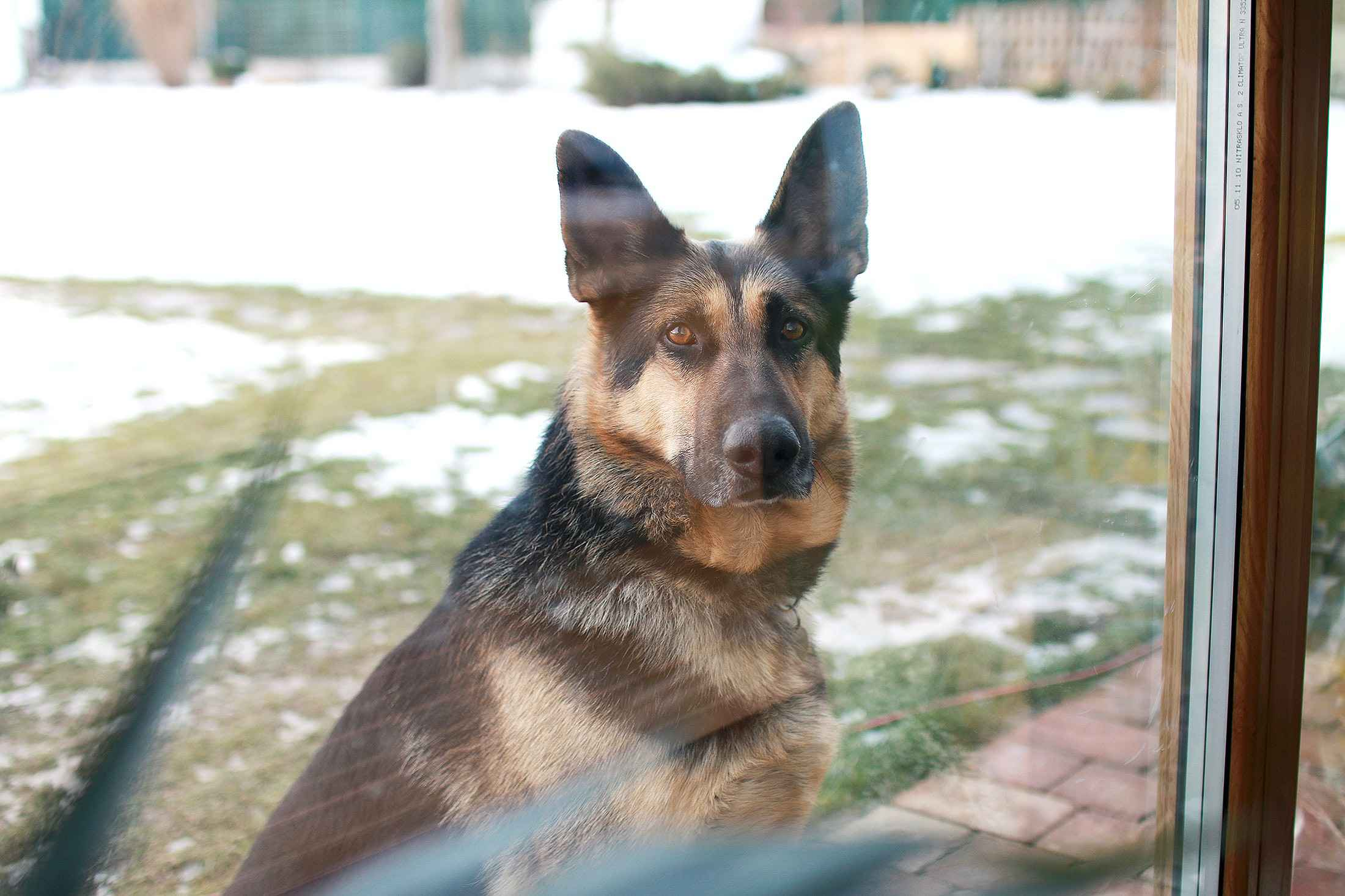 How can I prevent my German Shepherd from developing allergies to mold?